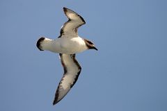 13C Cape Petrel Bird From The Quark Expeditions Cruise Ship In The Drake Passage Sailing To Antarctica